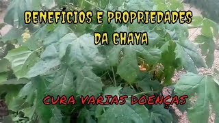 BENEFÍCIOS E PROPRIEDADE DA PLANTA CHAYA [upl. by Lorant]