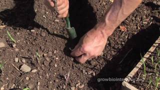 Session 4 GROW BIOINTENSIVE A Beginners Guide  Transplanting [upl. by Eneloj477]