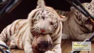 Twin White Tiger Brothers Mali and Tanju  Naples FL [upl. by Arikaahs]