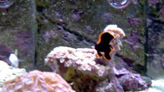 0161 476 4439 ABYSS AQUATICS Pinnatus Batfish Platax Pinnatusmp4 [upl. by Francoise]