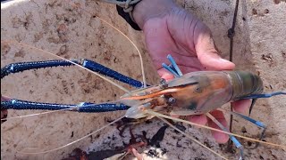 CAMARÃO GIGANTE DA MALÁSIA MUITOS BAGRES E SIRIS NA PESCA DE HOJE [upl. by Lucania]