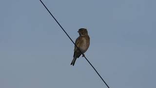 Common Linnet Fanello Carduelis cannabina [upl. by Tatman]