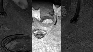 2 Urban Foxes 🦊 Eating Some Dog Food In My Backyard animals youtubeshorts wildlife [upl. by Lipski]