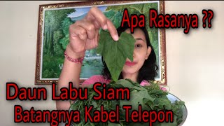 Rasanya kayak gini Sayur Unik masak Daun Labu Siam sambel terasi [upl. by Norek199]