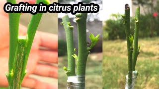 Grafting a lemon branch on orange tree  with results  grafting citrus tree  citrus bark grafting [upl. by Chaddie]