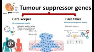 Tumor Suppressor Gene [upl. by Greenstein]