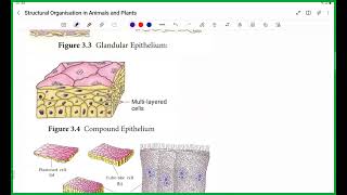 Structural Organisation in Animals and Plants NEET UG [upl. by Nyledaj873]