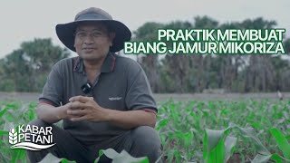 PRAKTIK MEMBUAT BIANG JAMUR MIKORIZA  Kabar Petani [upl. by Dacy107]