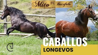 Longevidad en CABALLOS [upl. by Akeim]