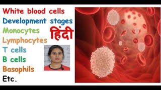 White blood cell in hindi  formation  types of WBCs  functions  monocyte macrophage system [upl. by Anyrtak522]