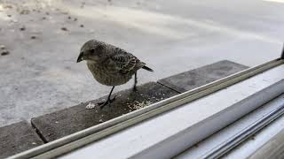 Brownheaded Cowbird quotchickquot along with three Squirrels 2024 Jul 21 [upl. by Linc221]