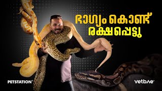 പാമ്പ്‌ ചുറ്റിവരിഞ്ഞു അത്ര വലുപ്പമുള്ള രണ്ട്‌ പാമ്പുകൾക്ക്‌ നടുവിൽ [upl. by Zuzana]