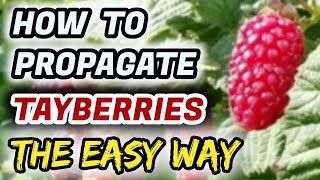 How To Propagate Tayberries  The Easy Way 100 Guaranteed Success [upl. by Lekram279]