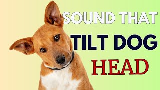 9 Sounds That Make Dogs Tilt Their Head GUARANTEED [upl. by Castorina744]