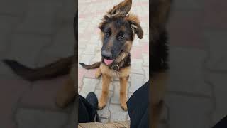 Mamta Bharekhushrahomastraho sabkokhushiyabato skyvlog sky doglover [upl. by Happy558]