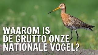 Waarom is de grutto onze nationale vogel  De Buitendienst over de Grutto [upl. by Haniraz]