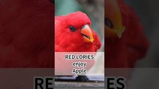 Happy Feeding Time🍎 Beautiful red lories enjoyed apples animalasmr birdslover birds zoo [upl. by Ardnael]