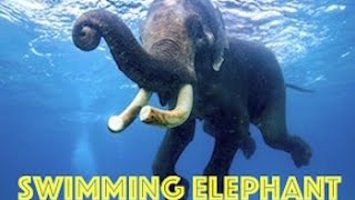 Swimming Elephant by Real Freedom Productions [upl. by Shantee]