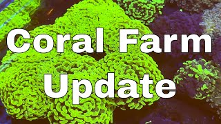 4000 Litre Coral Farm Update [upl. by Esaertal]