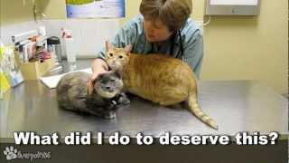 Cats Demand Attention From Vet [upl. by Odnalref559]