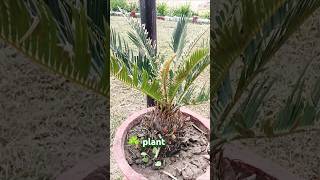 Sago palm plant 🌴shorts plantkabootarisongjourneyofsourav [upl. by Ahtenek]