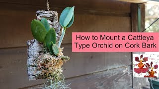 How to Mount a Cattleya Orchid on Cork Bark  Orchids on Cork Bark  When it Works amp When it Doesnt [upl. by Trepur951]