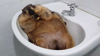 marmot lying in the sink chewing food squeaky mouth [upl. by Decker]