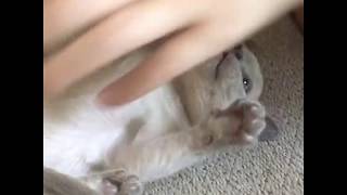 Tonkinese Kitten [upl. by Carmelita]