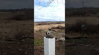 Grab A Couple chickadee quick chick nature animals birds cute feeding gathering [upl. by Gay690]