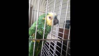 My Casey Blue Fronted Amazon Parrot Sings Opera [upl. by Aluk]