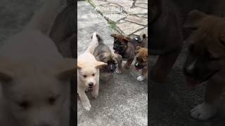 Akita puppies vs Yorkie poo funny cute [upl. by Haddad90]