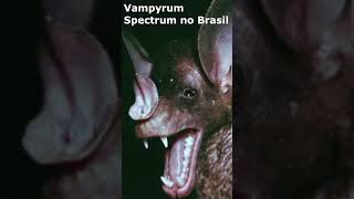 MORCEGO GIGANTE Raposa Voadora e Vampyrus Spectrum no Brasil  Desbrava X [upl. by Ylliw]