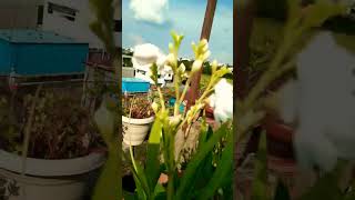 oleander plantyoutubeshorts viralshort flowerplant [upl. by Gatian]