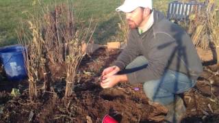 How to Plant Comfrey Root [upl. by Clellan]