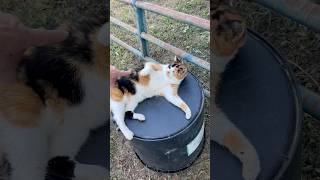 Miss Kitty said “No” cat shortvideo shorts [upl. by Gnud]