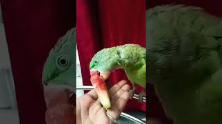 Bahut kathin hai dagar panghat ki parrot ❤️❤️❤️🦜🦜 [upl. by Cora347]