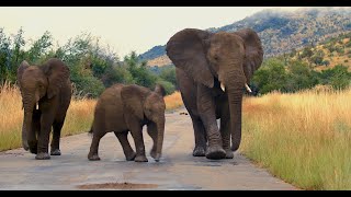 Elephants walk the road at dawn [upl. by Nerta]