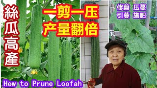 【丝瓜种植】丝瓜高产要修剪，一剪一压，产量翻倍。有经验的农艺师都这样做，修剪，压蔓，引蔓，施肥 How to Prune LoofahLuffa [upl. by Alamat]