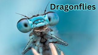 The Life Cycle of the Dragonfly [upl. by Call]