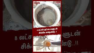 8 லட்சம் முட்டைகளுடன் சிக்கிய கல்நண்டுShorts  Crab [upl. by Rybma]