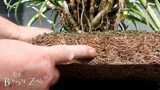 Repotting My Aloe Bonsai Part 2 of 2 The Bonsai Zone May 2023 [upl. by Azarria365]