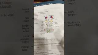 Pupillary light reflex neetpg usmle eyes ophthalmology mnemonics [upl. by Mcdermott]