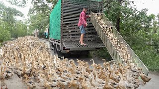 How They Transport Millions of Elite Ducks in Massive Rice Farm [upl. by Annazor325]