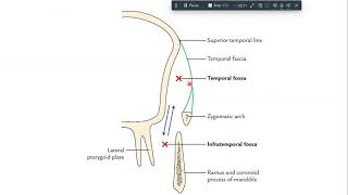 infratemporal fossa anatomy [upl. by Lewis583]