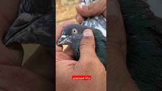 گھر کے پانچ نمبر فیروزپوری نر کا شوق ۔ ferozpuri pigeons [upl. by Halima]