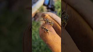 AGGRESSIVE Yellow Jacket UNDERGROUND Nest Removal fyp viralvideo hornetking yellowjacket [upl. by Codd]