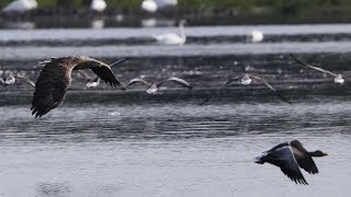 Whitetailed Eagle hunts Goose  Seeadler jagt Graugans [upl. by Viridis82]