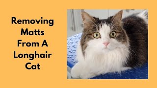 Removing Matts From A Longhair Cat [upl. by Salkin419]