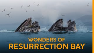 You Wont Believe What these WHALES do in ALASKA [upl. by Schreibe992]