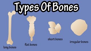 Types Of Bones In The Human Body  Long Bones  Short Bones  Flat Bones  Irregular Bones [upl. by Benton]